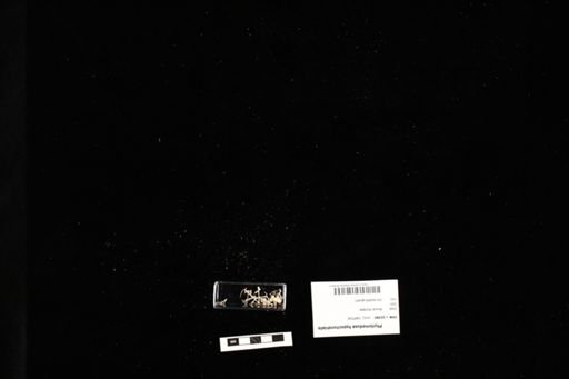 Phyllomedusa hypochondrialis