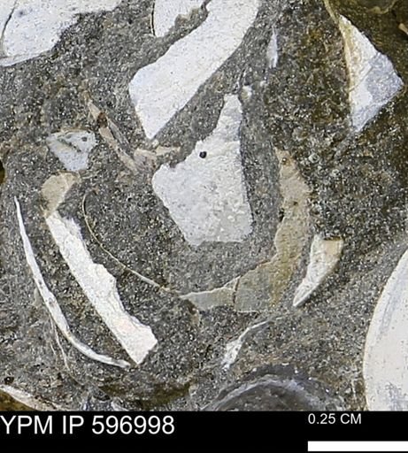 undet. Bivalvia