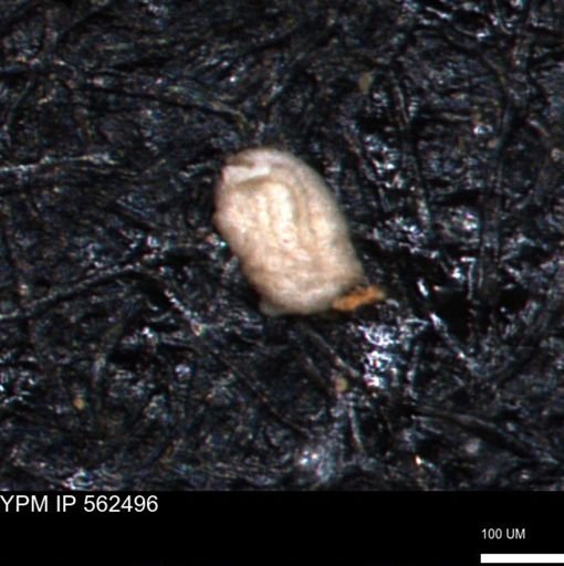 Miliammina ischnia