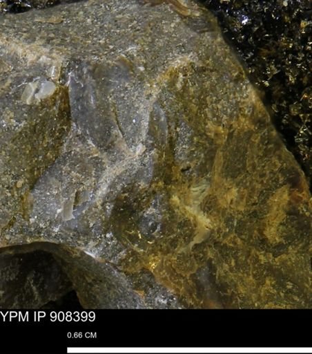 undet. Mollusca