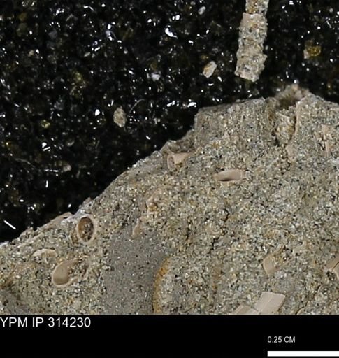 undet. Scaphopoda
