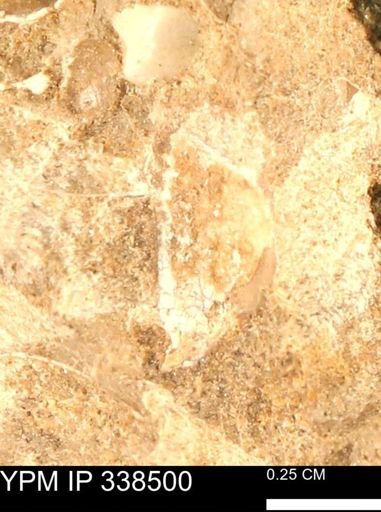 undet. Mollusca