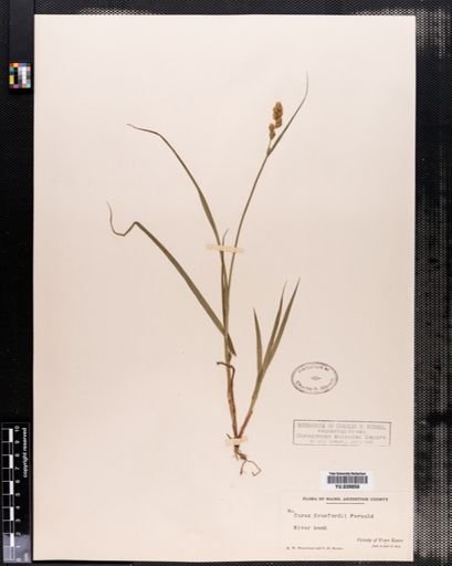 Carex crawfordii