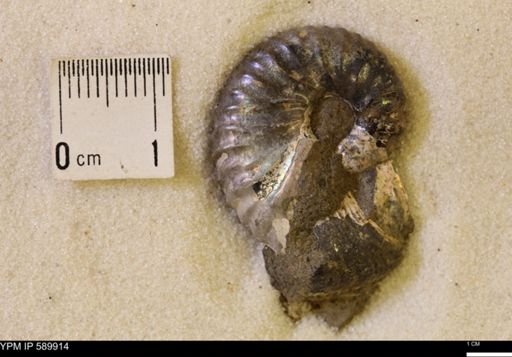 Jeletzkytes nebrascensis