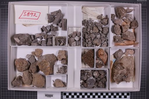 mixed taxa, stratigraphic collection