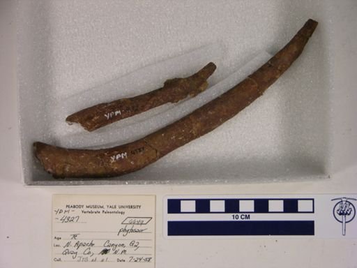 Parasuchidae