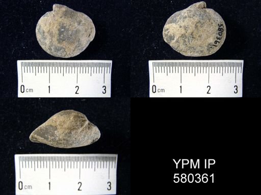 Schizophoria?
