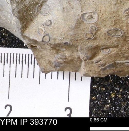 undet. Serpulidae