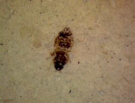 undet. Insecta