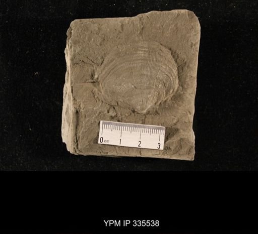 Linoproductus sp.