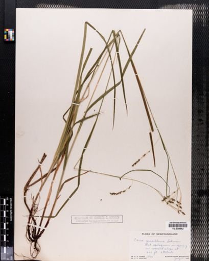 Carex gracillima