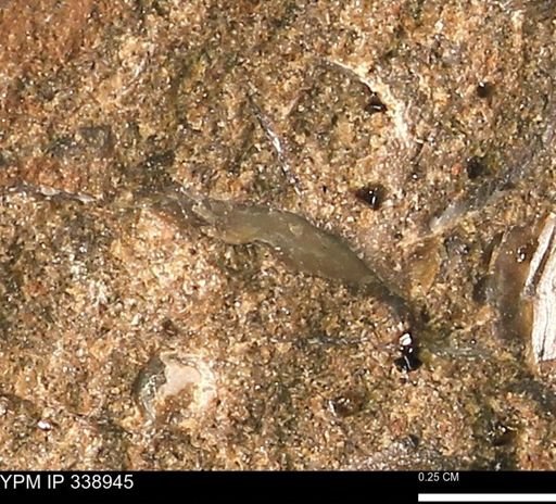 undet. Bivalvia