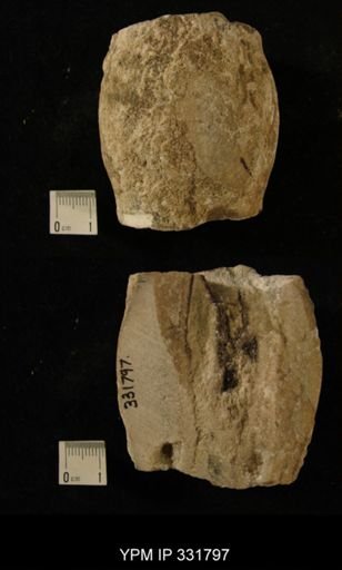 undet. Nautiloidea