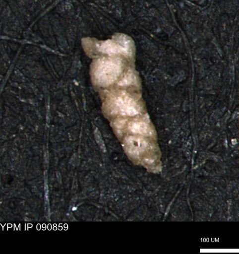 Verneuilinoides hectori