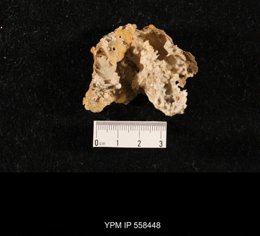Girtycoelia sp.