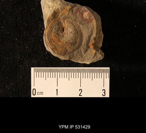 Lingulodiscina pleurites