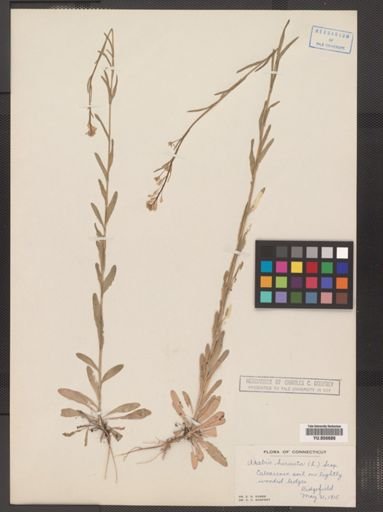 Arabis hirsuta