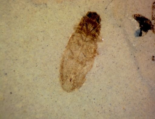 undet. Coleoptera
