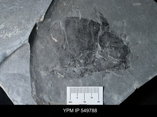 undet. Eurypterida