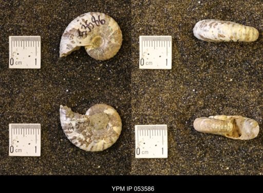 Discoscaphites conradi