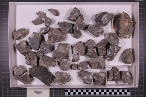 mixed taxa, stratigraphic collection