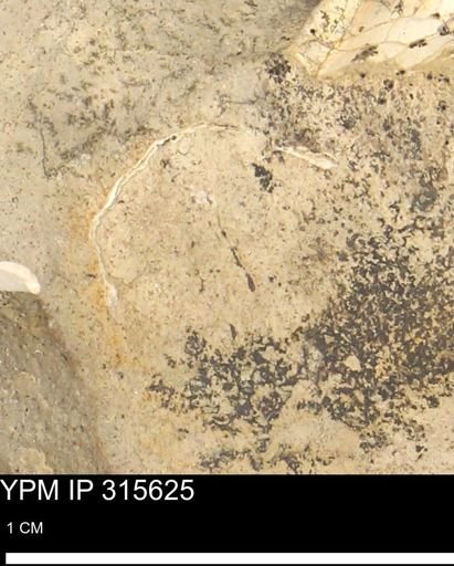 Baculites eliasi