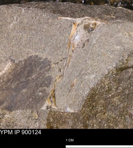 undet. Mollusca