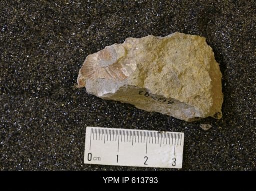 undet. Collignoniceratidae