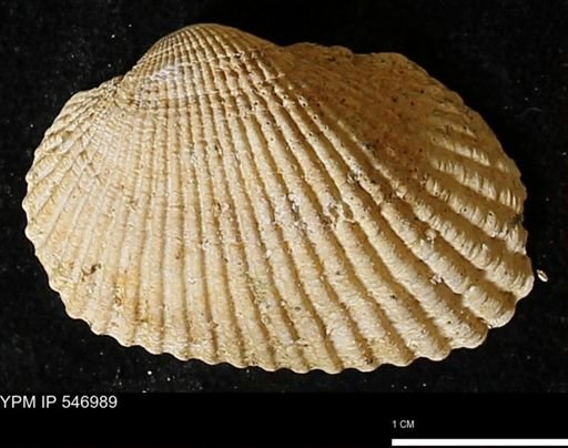 Scapharca transversa
