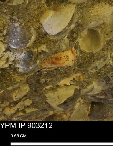 undet. Mollusca
