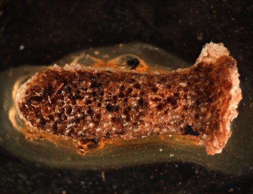 Celleporella hyalina
