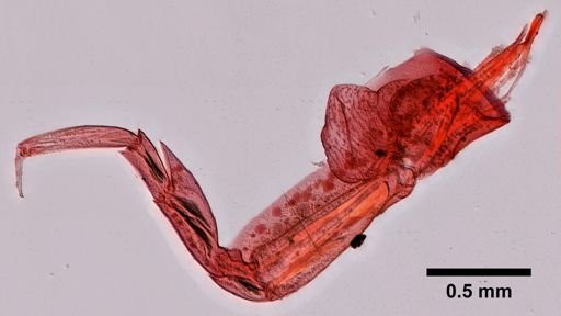 Andaniotes
