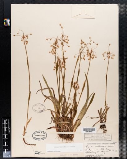 Luzula acuminata acuminata