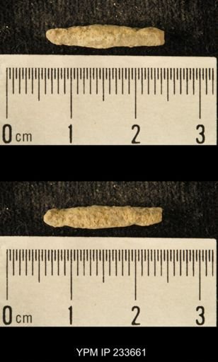 Archaeocidaris sp.