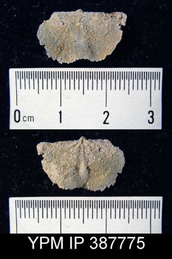 Dyoros sp.