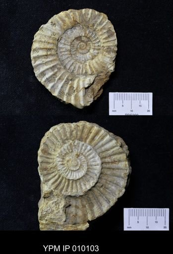 Perisphinctes triplicatus