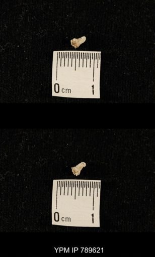 undet. Bryozoa