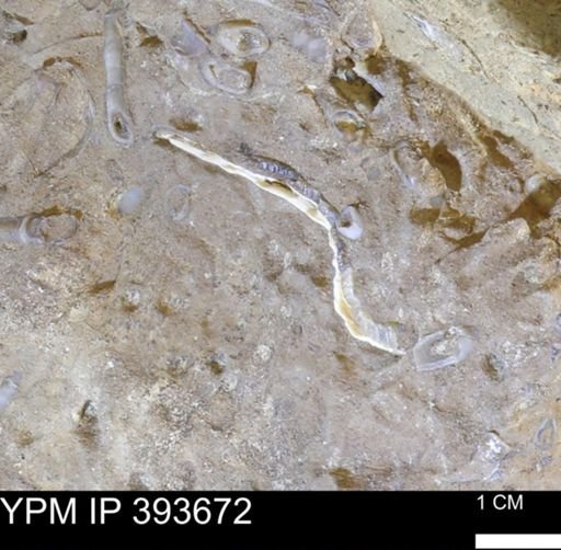 undet. Serpulidae