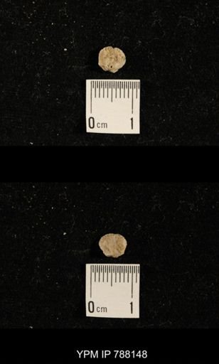 Brachiopoda