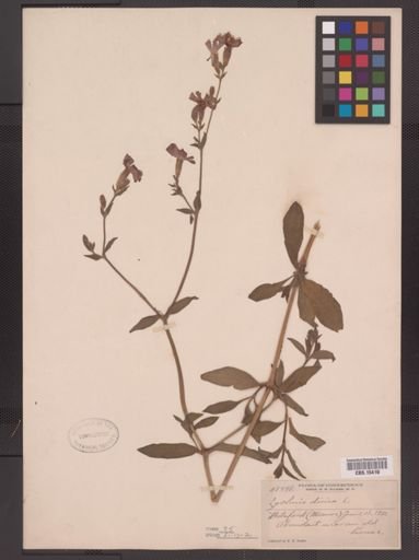 Lychnis dioica