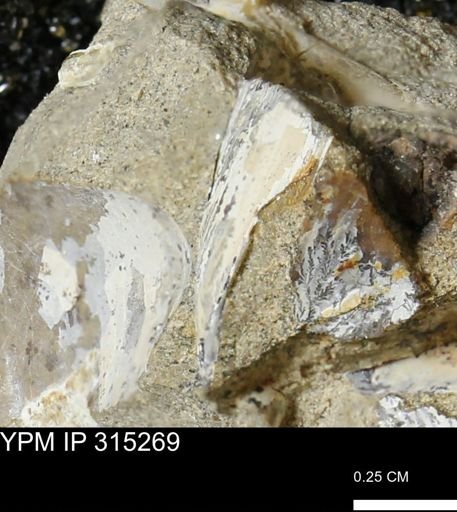 undet. Mollusca
