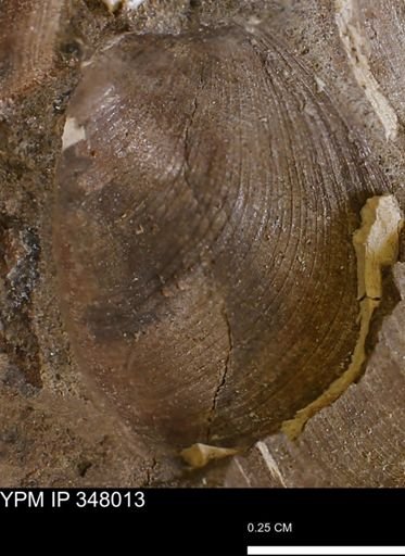 Limopsis striatopunctatus