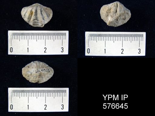 Spirifer crispus