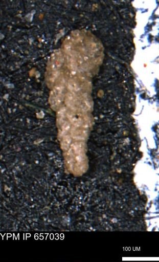 Ammobaculoides whitneyi