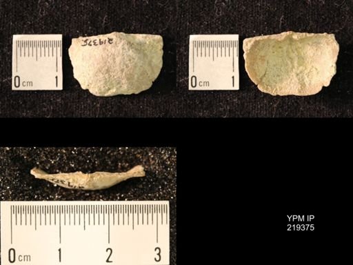 Chonetes granulifer