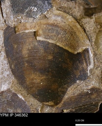 Limopsis striatopunctatus