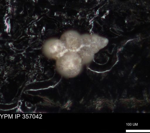 undet. Foraminiferida