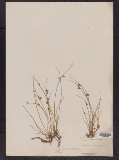 Cyperus laevigatus