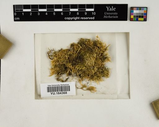 Plantae