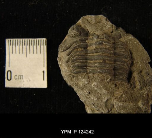 Phacops rana